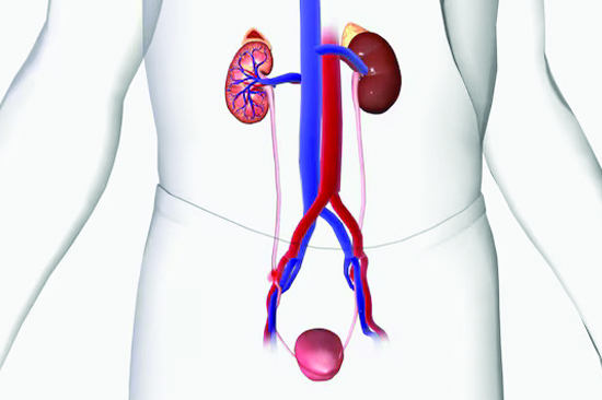 Kidneys and Urinary Tracts