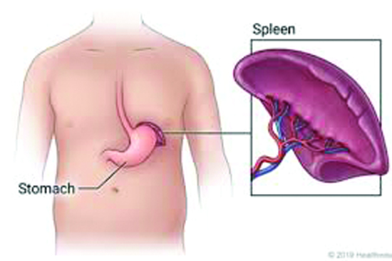 Spleen